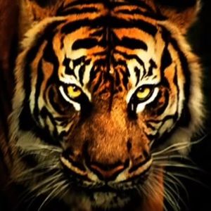 Meet your Posher, Kris